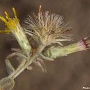 Image de Chiliadenus iphionoides (Boiss. & Blanche) Brullo