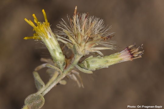 Image of Chiliadenus iphionoides (Boiss. & Blanche) Brullo