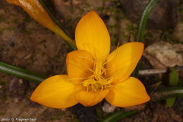 Image of Crocus graveolens Boiss. & Reut.