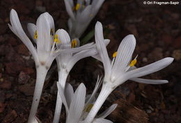 Image of Colchicum tuviae Feinbrun