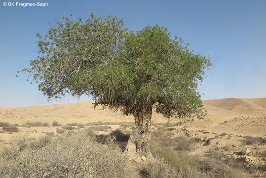 Image of Mt. Atlas mastic tree