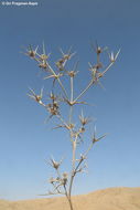 Image of Eryngium glomeratum Lam.