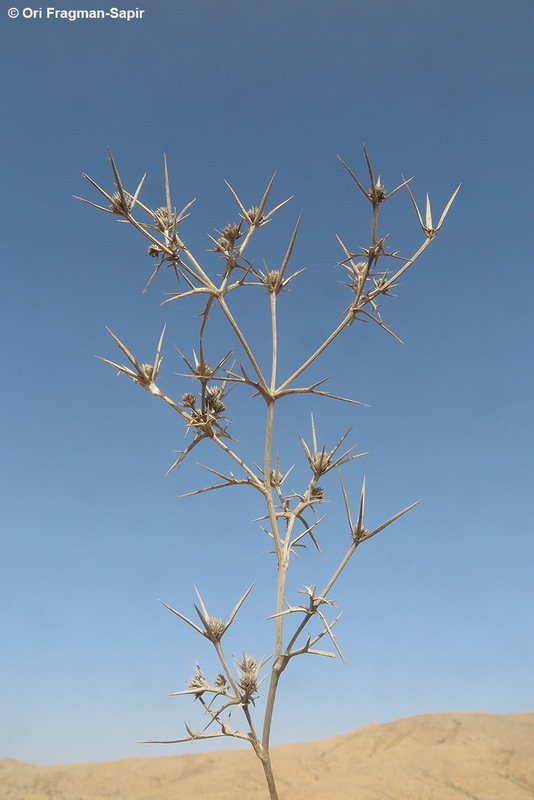 Eryngium glomeratum Lam. resmi