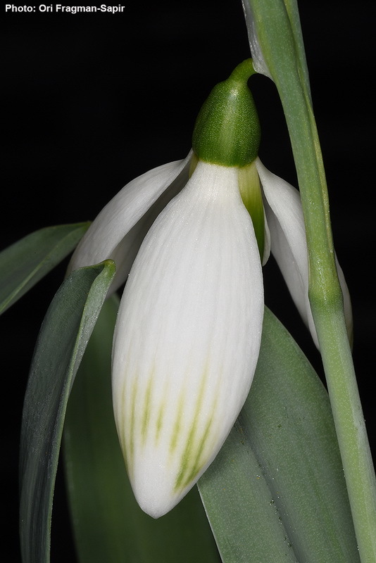 Image of giant snowdrop