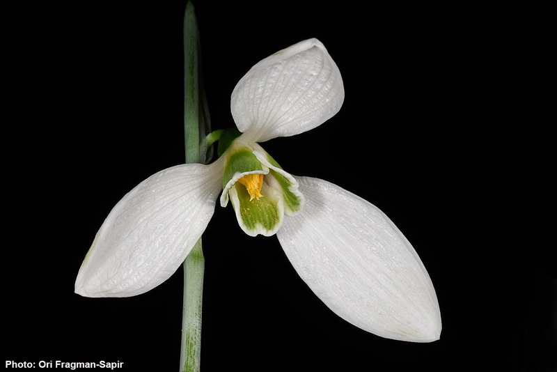 Image of giant snowdrop