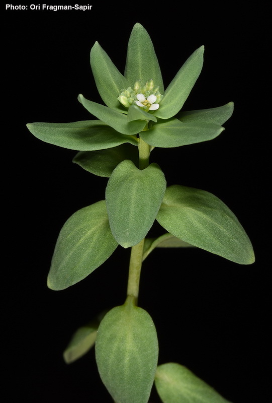 Imagem de Aethionema carneum (Banks & Sol.) B. Fedtsch.