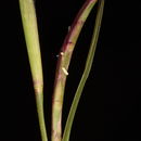 Image of limpograss