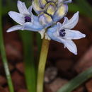 Imagem de Bellevalia hyacinthoides (Bertol.) K. Perss. & Wendelbo