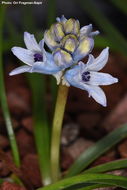 Image of Bellevalia hyacinthoides (Bertol.) K. Perss. & Wendelbo