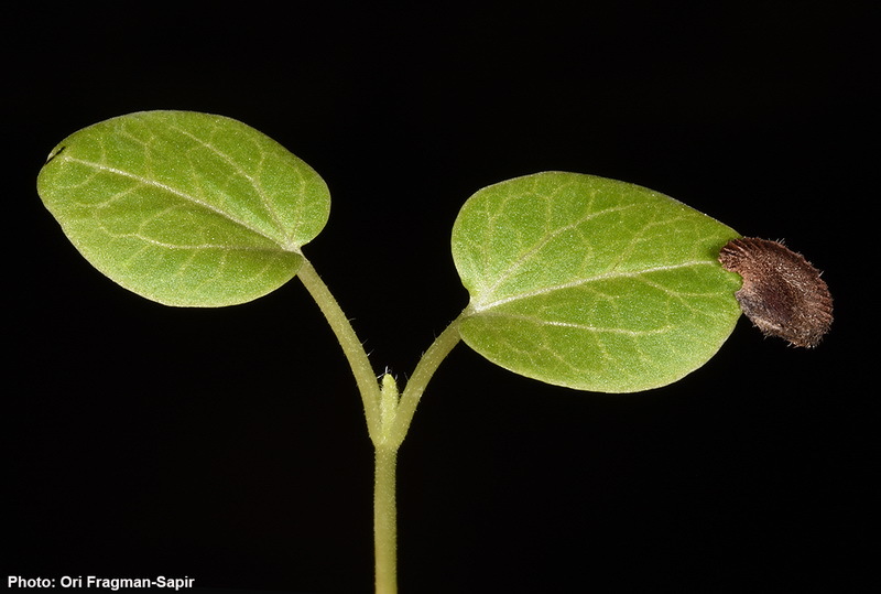 Image of hollyhock