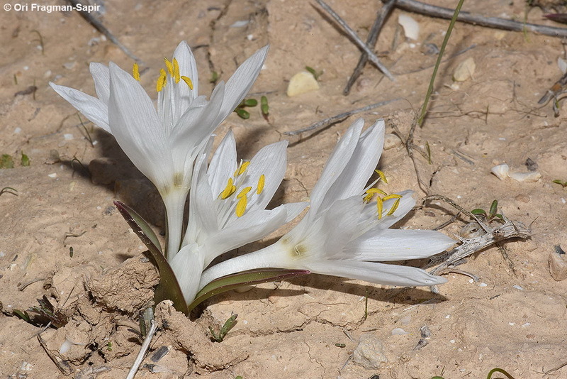 Image of Colchicum ritchii R. Br.