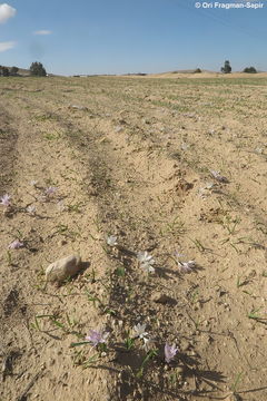 Image of Colchicum ritchii R. Br.