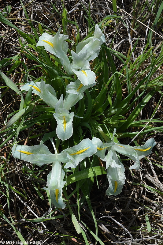 Iris palaestina (Baker) Barbey的圖片