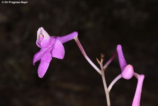 Image of Anthogonium gracile Wall. ex Lindl.