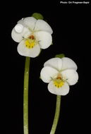 صورة Viola modesta Fenzl