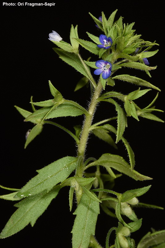 Image of bent-foot speedwell