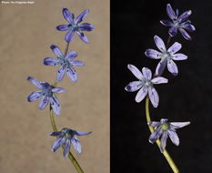 Image of Scilla cilicica Siehe