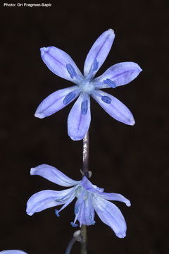 Image of Scilla cilicica Siehe