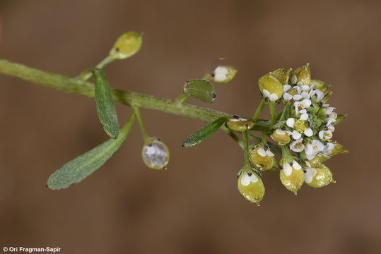 Image de Lobularia arabica (Boiss.) Muschl.