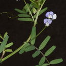 Sivun Vicia hulensis Plitmann kuva