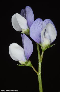 Imagem de Vicia hulensis Plitmann