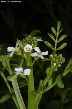 Image of Andrzeiowskia cardamine Rchb.