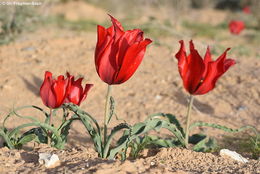 Tulipa systola Stapf的圖片