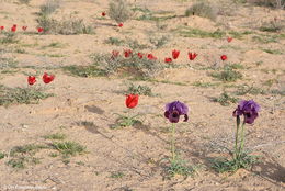 Tulipa systola Stapf的圖片