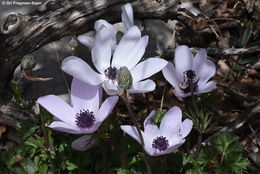 Imagem de Anemone coronaria L.