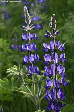 Image of blue lupine