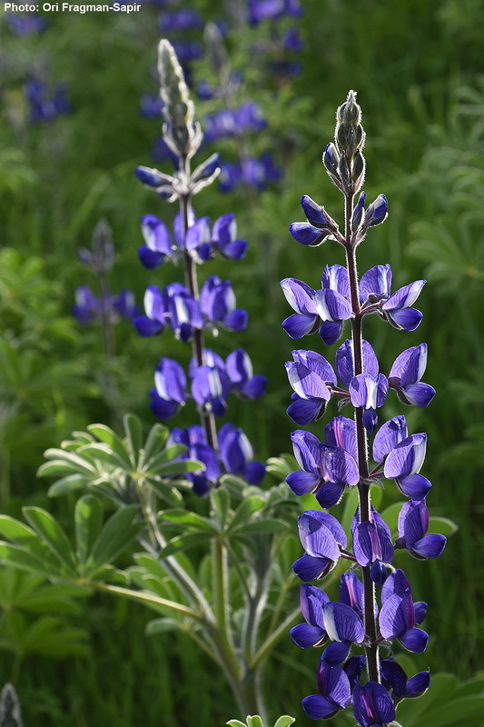 Plancia ëd Lupinus pilosus L.