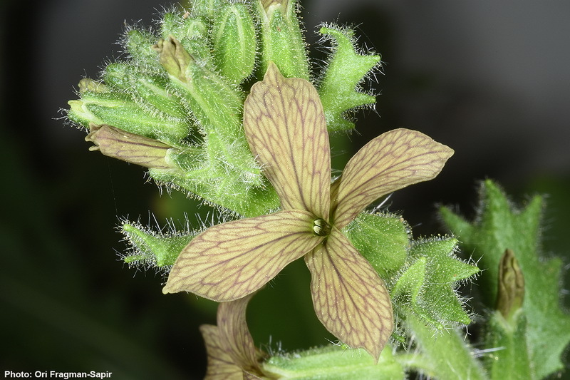 صورة Hesperis pendula DC.