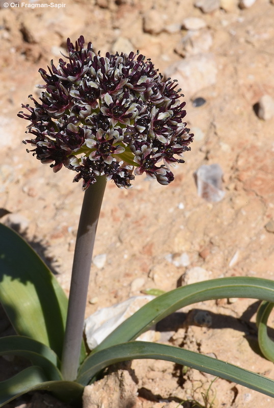 Image of Allium rothii Zucc.