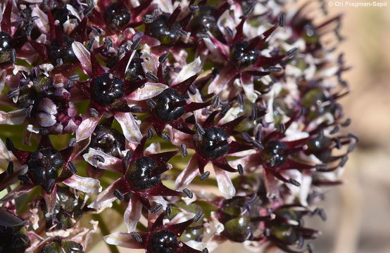 Image of Allium rothii Zucc.