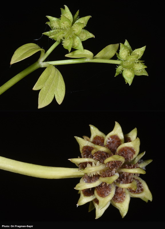 Image de Ranunculus muricatus L.