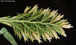 Image of common hardgrass