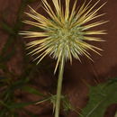 Image of Echinops glaberrimus DC.