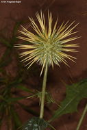 Image of Echinops glaberrimus DC.