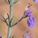 Plancia ëd Teucrium pruinosum Boiss.