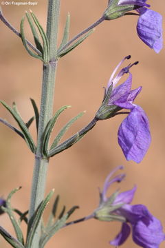 Image de Teucrium pruinosum Boiss.