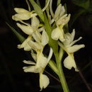 Image de Dactylorhiza romana (Sebast.) Soó