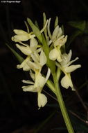 Image de Dactylorhiza romana (Sebast.) Soó