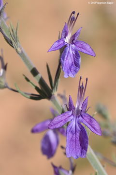 Image de Teucrium pruinosum Boiss.