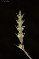 Image of Crucianella ciliata Lam.