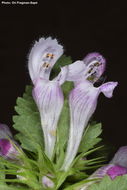 Image of spotted dead-nettle