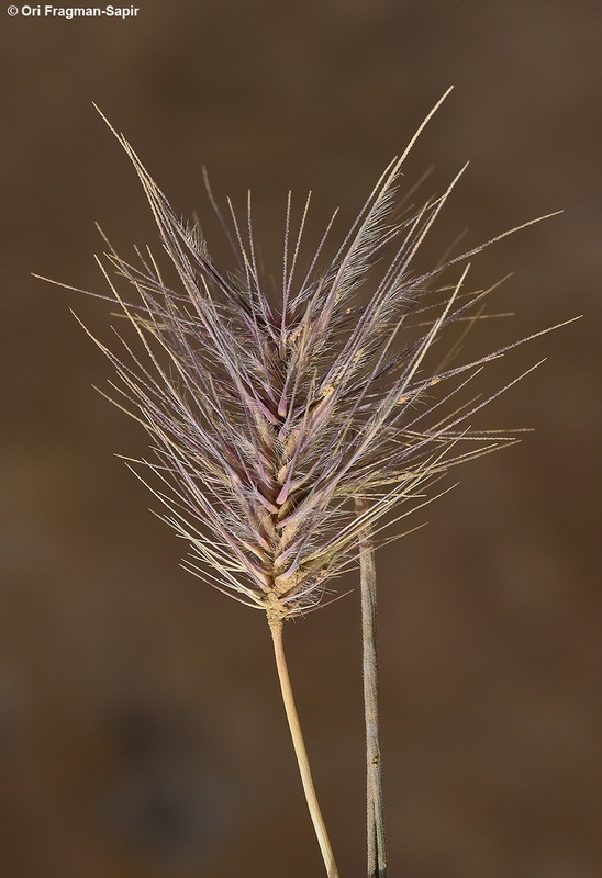 Image of Heteranthelium piliferum (Sol.) Hochst. ex Jaub. & Spach