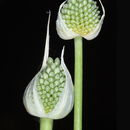 Image of Allium phanerantherum Boiss. & Hausskn.