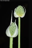 Allium phanerantherum Boiss. & Hausskn. resmi