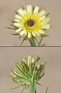 Image of European umbrella milkwort