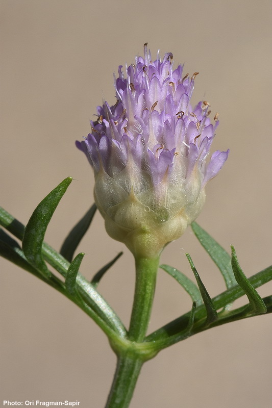 Image of Cephalaria tenella Paine